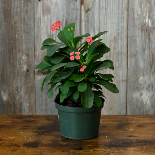 Euphorbia 'Crown of Thorns'