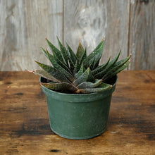 Load image into Gallery viewer, Gasteria succulent plant with thick spotted green leaves in dark green pot