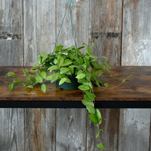 Load image into Gallery viewer, Hoya Fitchii trailing houseplant in dark green hanging basket with long cascading vines