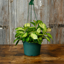 Load image into Gallery viewer, Hoya Lisa tropical houseplant with variegated green and cream leaves in dark green hanging pot