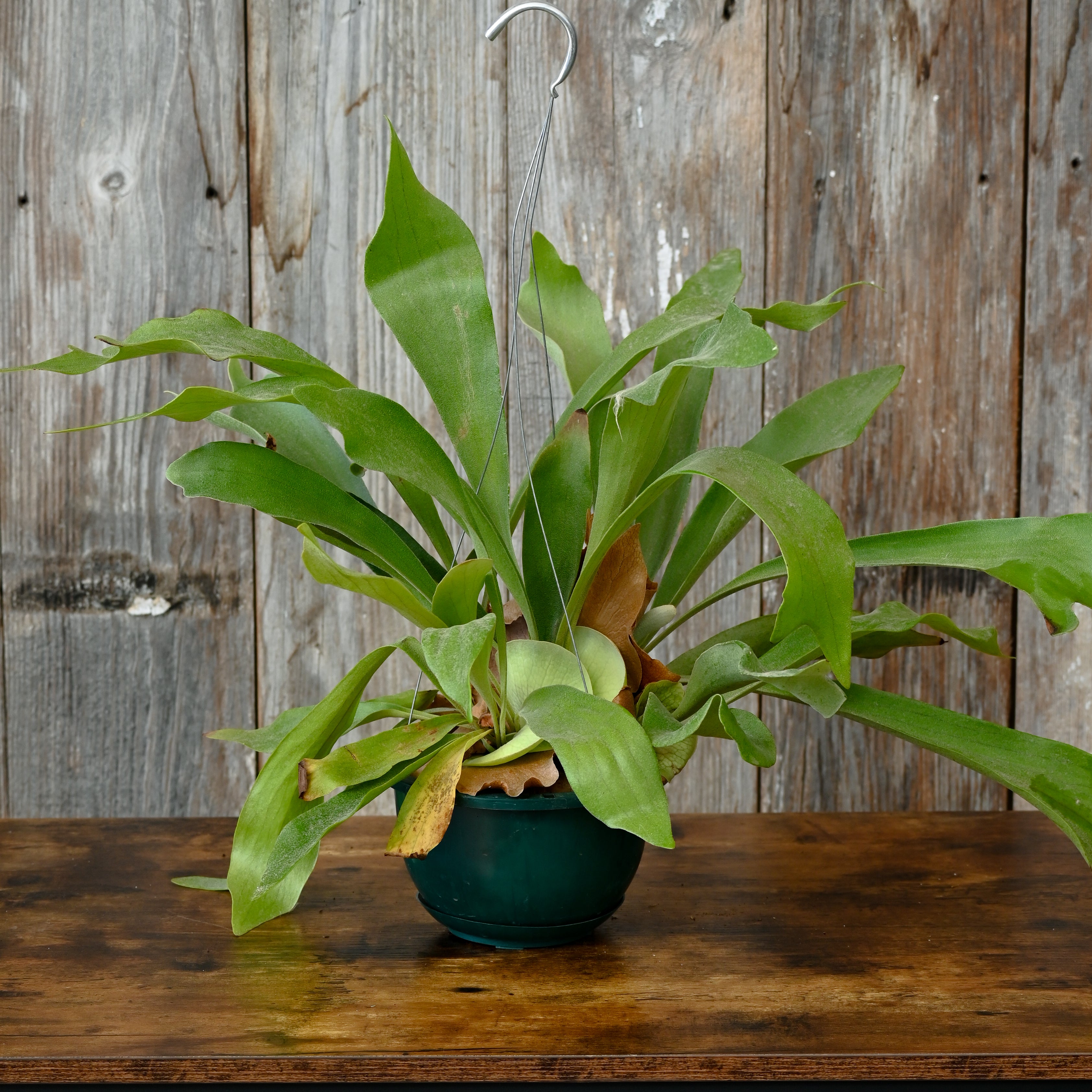 Platycerium 'Staghorn Fern' - Indoor & Outdoor Beauty  Wasson Nursery