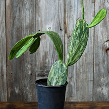Load image into Gallery viewer, Opuntia 'Sunburst'