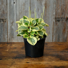Load image into Gallery viewer, Peperomia obtipan Bicolor Citrus plant in black pot with variegated green and yellow leaves