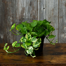 Load image into Gallery viewer, Epipremnum 'Lemon Meringue' Pothos