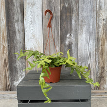 Load image into Gallery viewer, Crassula corymbulosa Shark Tooth succulent in terracotta hanging basket with trailing green leaves