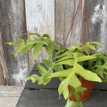 Load image into Gallery viewer, Green Crassula corymbulosa 'Shark Tooth' succulent plant in terracotta hanging pot against wooden fence