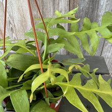 Load image into Gallery viewer, Potted Crassula corymbulosa 'Shark Tooth' succulent with thick green serrated leaves and red stems