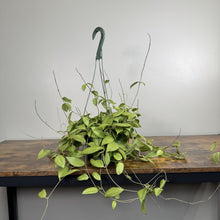 Load image into Gallery viewer, Hoya Fitchii trailing houseplant in hanging basket with green heart-shaped leaves and long vines