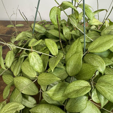 Load image into Gallery viewer, Hoya Fitchii tropical houseplant with distinctive veined green leaves and climbing support stakes