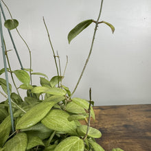 Load image into Gallery viewer, Hoya Fitchii tropical houseplant with green veined leaves and climbing vines in pot