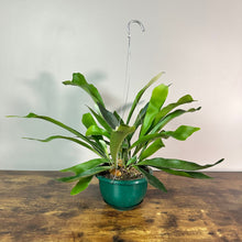 Load image into Gallery viewer, Staghorn fern in green hanging basket with metal hook on wooden surface