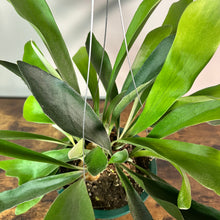 Load image into Gallery viewer, Healthy staghorn fern with green fronds in pot showing distinctive shield and antler-shaped leaves