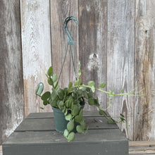 Load image into Gallery viewer, Xerosicyos Silver Dollar succulent in hanging basket with trailing silver-green coin-shaped leaves
