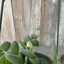 Load image into Gallery viewer, Xerosicyos Silver Dollar succulent plant with round green leaves in pot against wooden fence