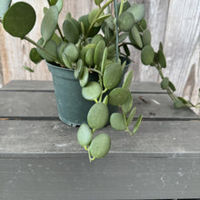 Load image into Gallery viewer, Xerosicyos Silver Dollar succulent with round green leaves cascading from gray pot
