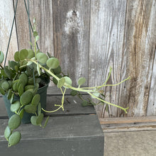 Load image into Gallery viewer, Xerosicyos Silver Dollar succulent plant with round green leaves in hanging basket