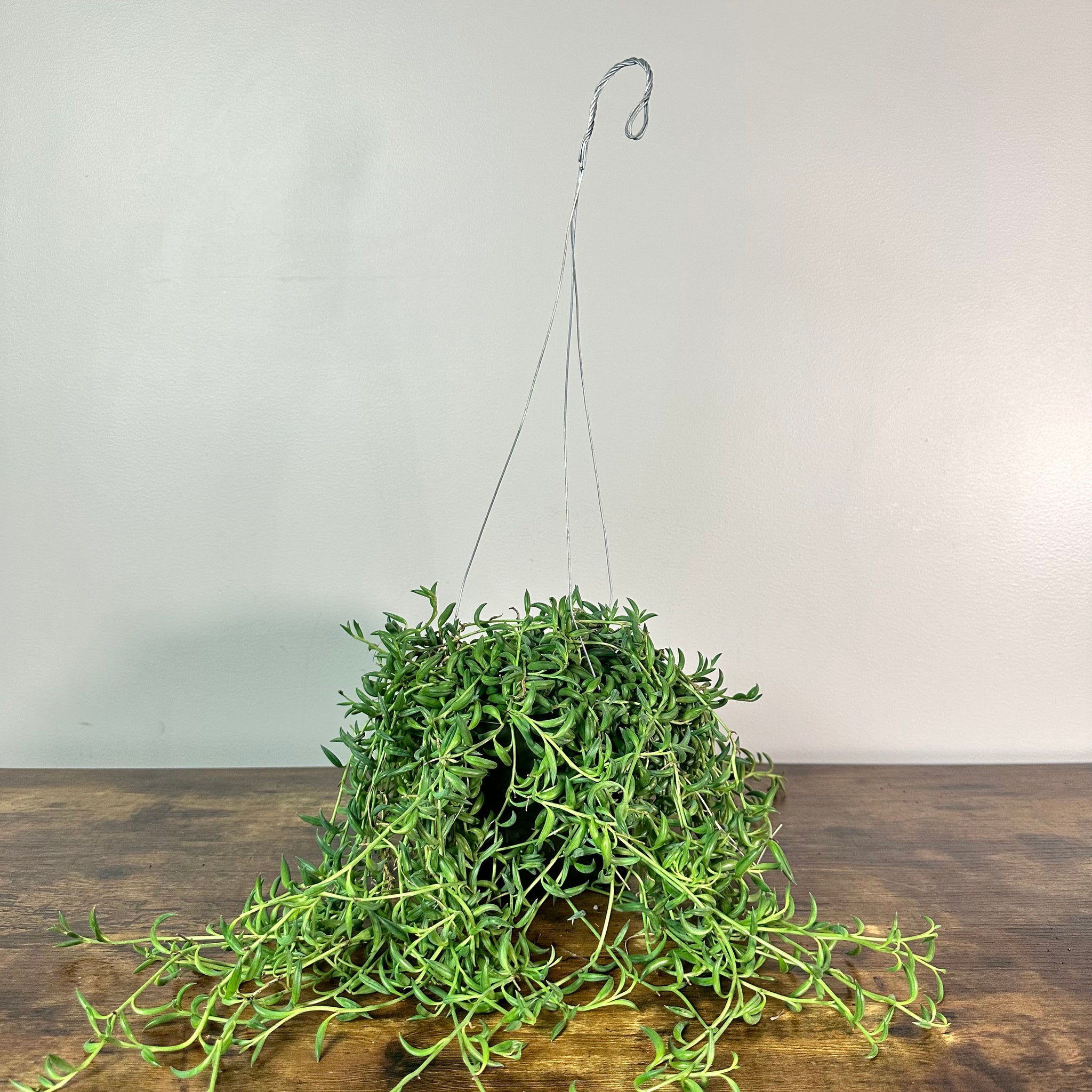 string of bananas hanging plant Senecio 'String of Bananas'