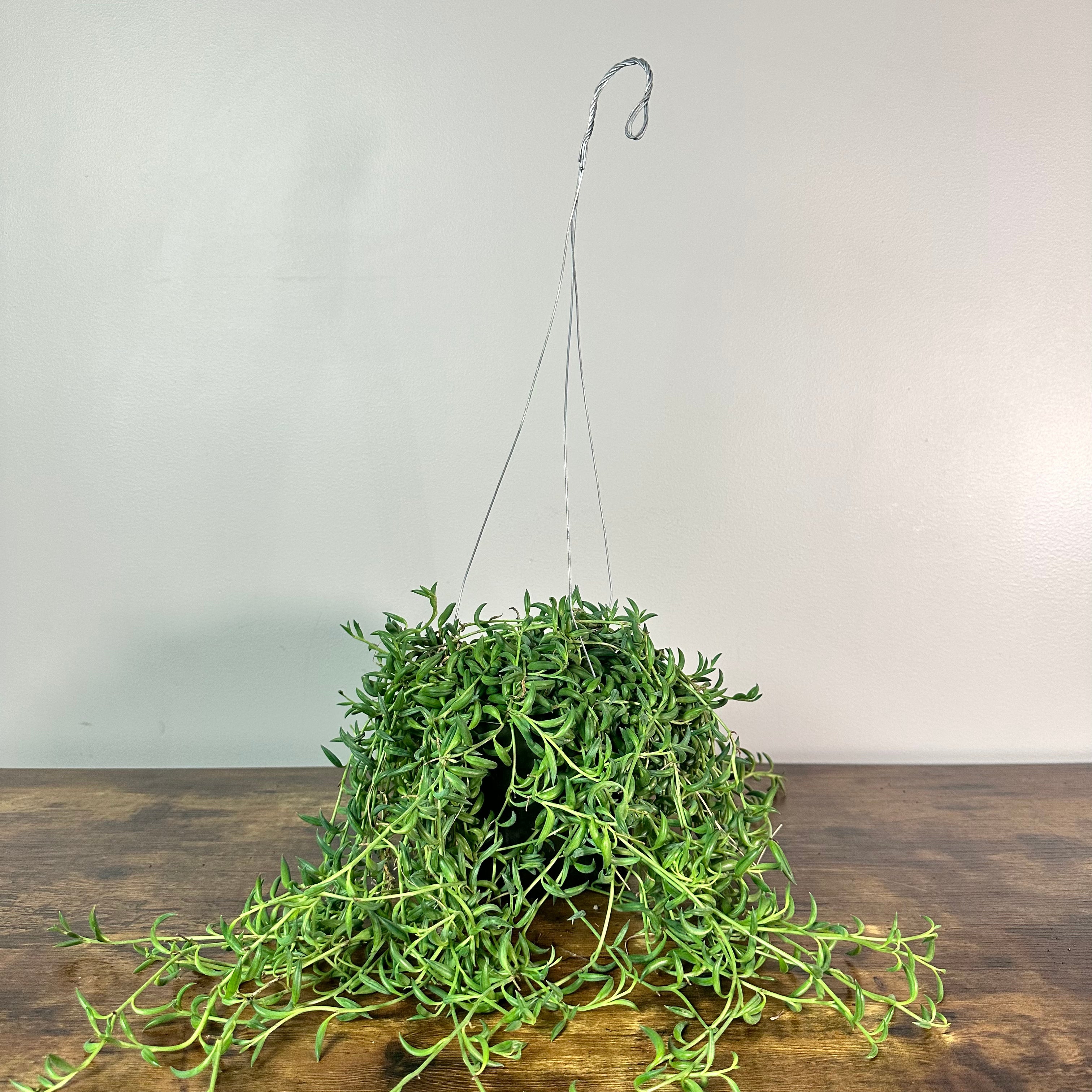 Senecio 'String of Bananas' - Tropical Trailing Succulent – Wasson