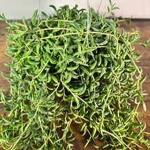Load image into Gallery viewer, Senecio 'String of Bananas'
