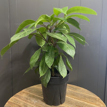 Load image into Gallery viewer, Schefflera &#39;Alpine Junior&#39; Umbrella Tree