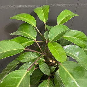Schefflera 'Alpine Junior' Umbrella Tree