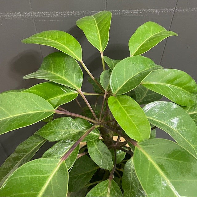 Schefflera 'Alpine Junior' Umbrella Tree