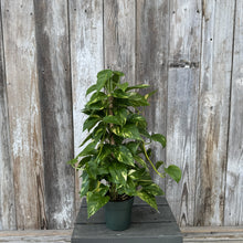 Load image into Gallery viewer, Golden Pothos plant with variegated green and yellow leaves in black pot against weathered wooden fence