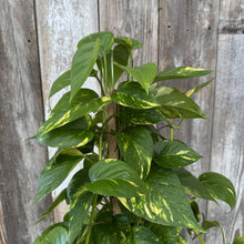 Load image into Gallery viewer, Golden Pothos plant with variegated green and yellow leaves climbing wooden support pole