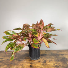 Load image into Gallery viewer, Aglaonema 'Jasper Jones'
