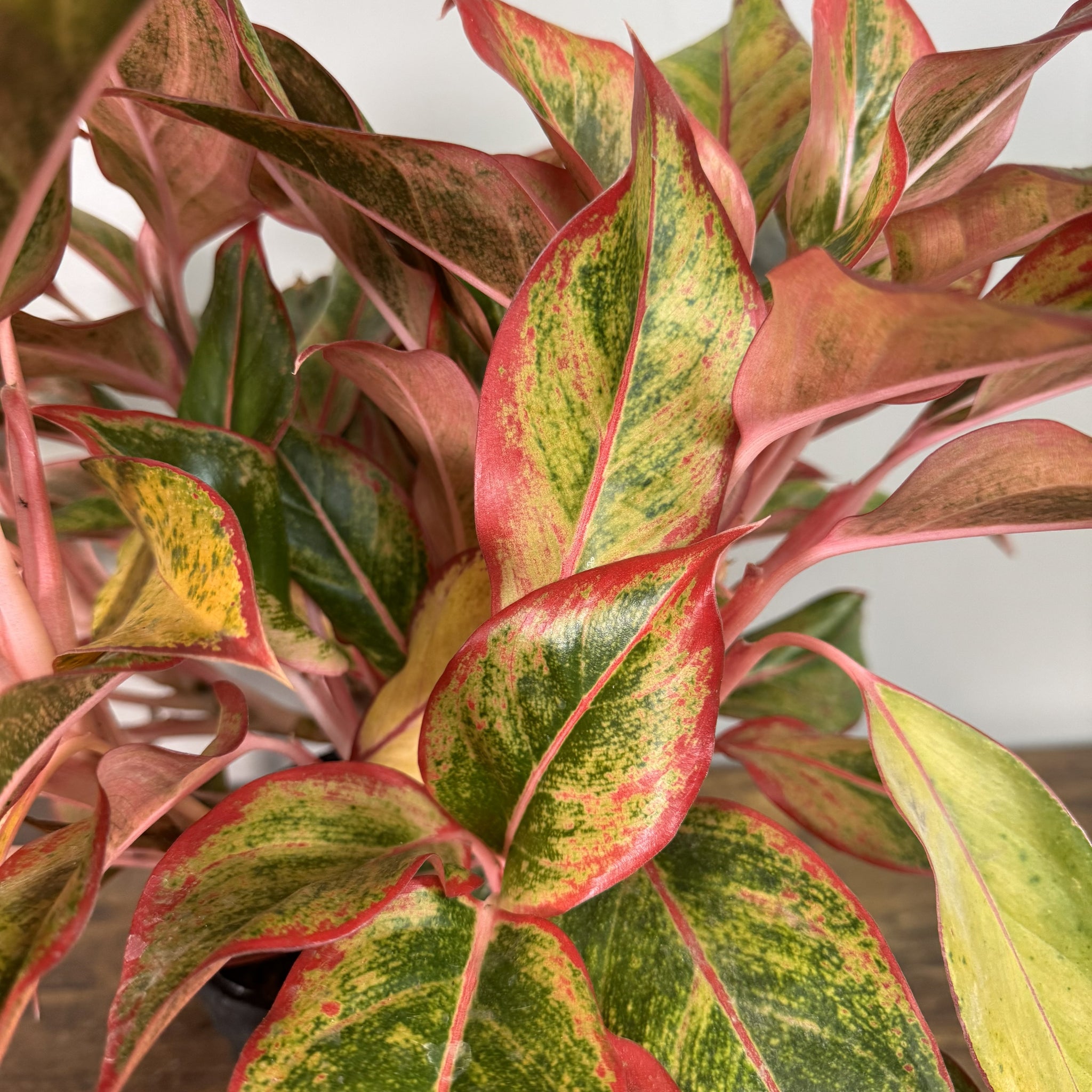 aglaonema jazz Aglaonema 'Jasper Jones' – Wasson Nursery