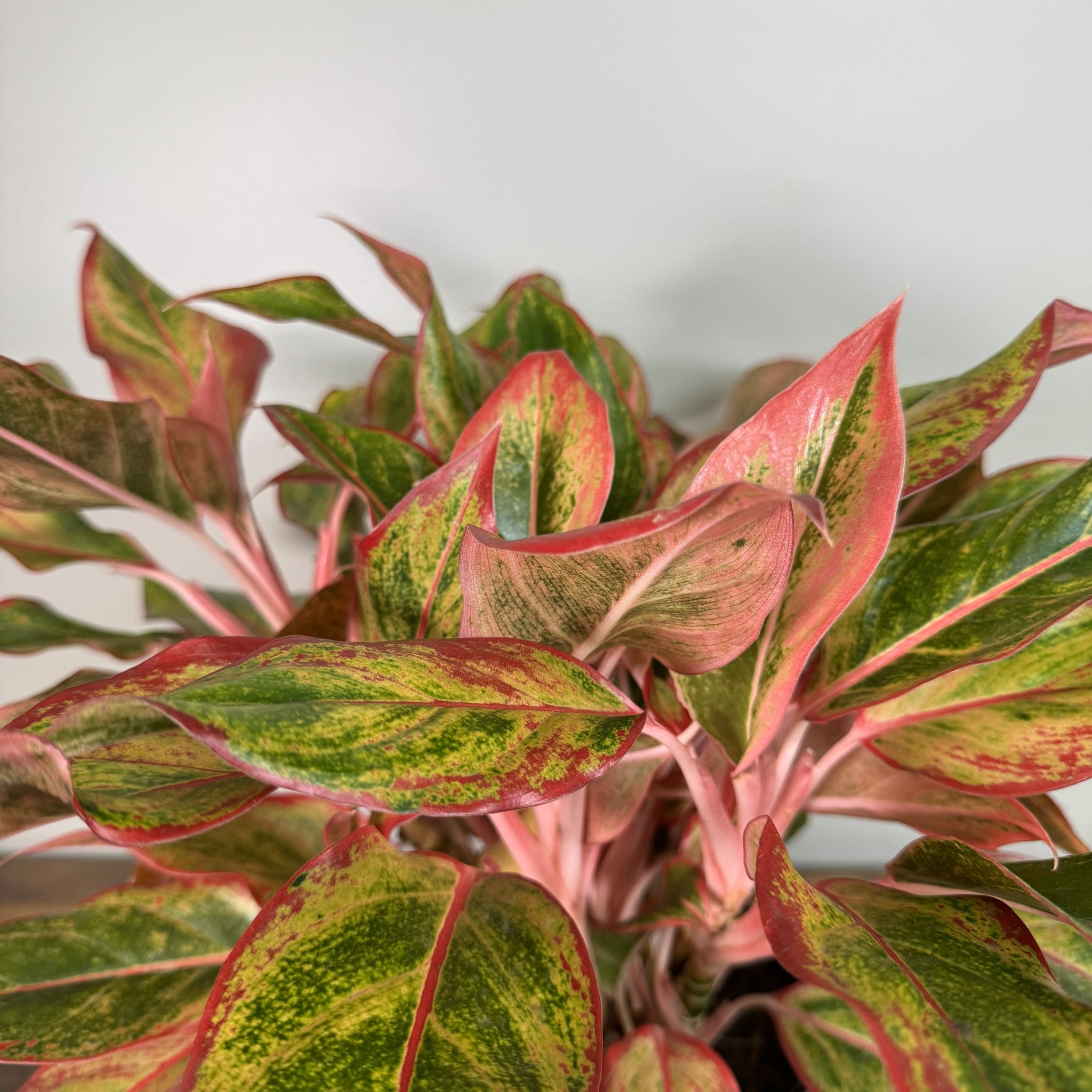 aglaonema favion Aglaonema 'Jasper Jones' – Wasson Nursery