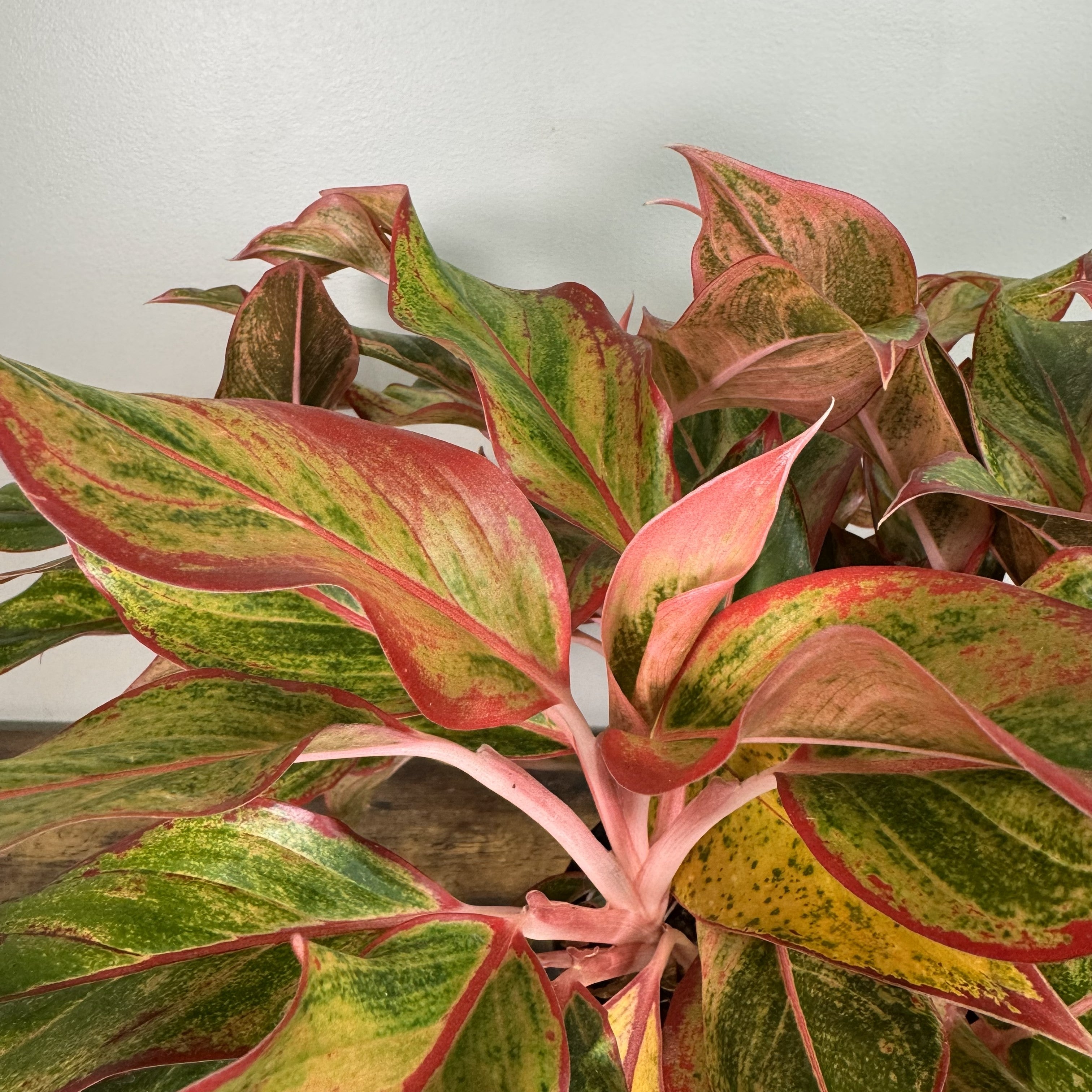 Aglaonema 'Jasper Jones' – Wasson Nursery