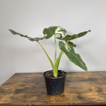 Load image into Gallery viewer, Alocasia 'Appaloosa Gold'