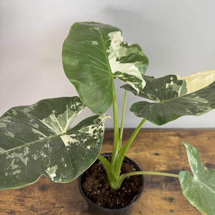 Alocasia 'Appaloosa Gold' - Exotic Variegated Foliage – Wasson Nursery