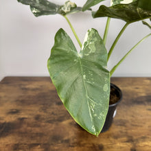 Load image into Gallery viewer, Alocasia 'Appaloosa Gold'