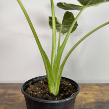 Load image into Gallery viewer, Alocasia 'Appaloosa Gold'