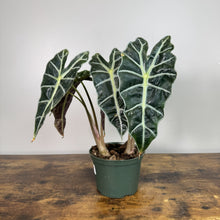 Load image into Gallery viewer, Alocasia 'Polly'