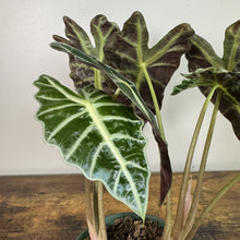Load image into Gallery viewer, Alocasia 'Polly'