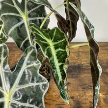 Load image into Gallery viewer, Alocasia 'Polly'