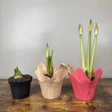 Load image into Gallery viewer, Amaryllis Potted Plant