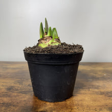 Load image into Gallery viewer, Amaryllis Potted Plant