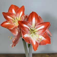 Load image into Gallery viewer, Amaryllis Potted Plant