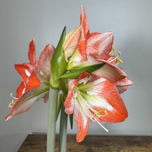 Load image into Gallery viewer, Amaryllis Potted Plant