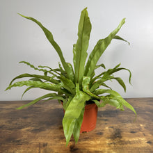 Load image into Gallery viewer, Asplenium Bird's Nest Fern with bright green wavy fronds in terracotta pot