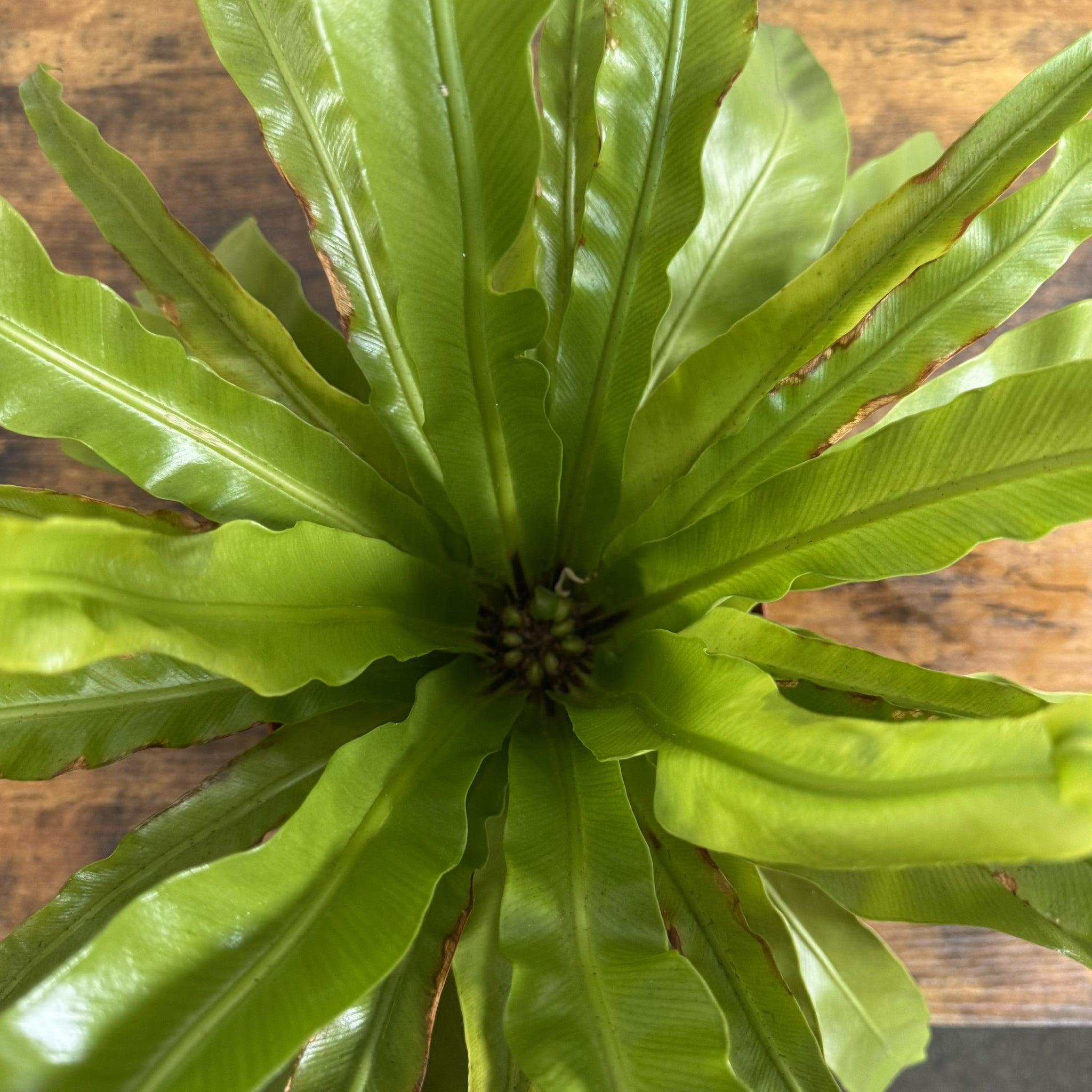 bird's nest fern black center Asplenium 'Bird's Nest Fern'