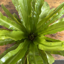 Load image into Gallery viewer, Healthy Bird's Nest Fern with bright green fronds arranged in rosette pattern