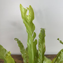 Load image into Gallery viewer, Healthy Asplenium Bird's Nest Fern with bright green fronds growing upright indoors