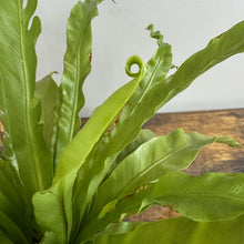 Load image into Gallery viewer, Healthy Bird's Nest Fern with bright green fronds displaying natural curl formation indoors