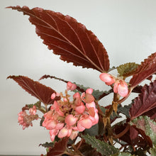 Load image into Gallery viewer, Begonia Maculata with pink flowers and burgundy serrated leaves against white background