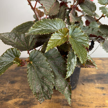 Load image into Gallery viewer, Begonia Maculata houseplant with spotted green leaves and red stems in pot